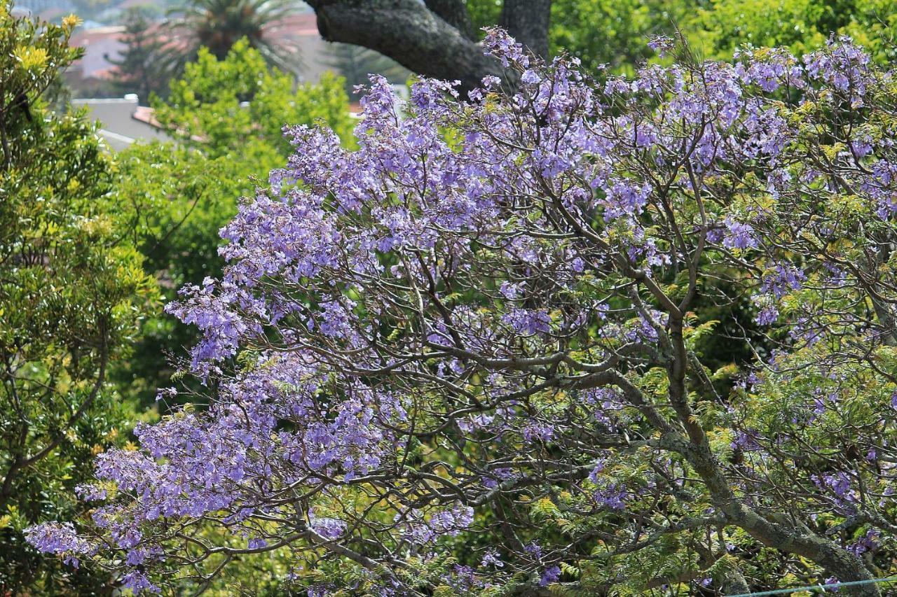 De Tafelberg Guesthouse Kapsztad Zewnętrze zdjęcie